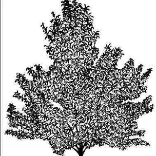 thumbnail for publication: Cinnamomum camphora 'Monum': 'Monum' Camphor-Tree